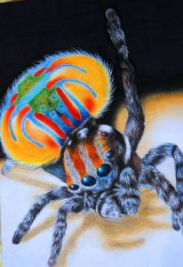 my drawing made with colored pencils of a peacock spider